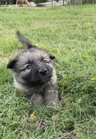 Light Blue Collar Boy, a male German Shepherd Dog for sale in Waco, TX – 5 of 7