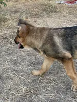 Cinnabear- Sable Girl , a female German Shepherd Dog for sale in Waco, TX – 4 of 7