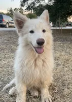 Cloud - White Girl , a female German Shepherd Dog for sale in Waco, TX – 3 of 7