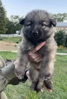 Light Blue Collar Boy, a male German Shepherd Dog for sale in Waco, TX – 4 of 7