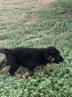 Caleigh, a female German Shepherd Dog for sale in Waco, TX – 3 of 6