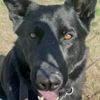 Freya Purple Girl, a female German Shepherd Dog for sale in Waco, TX – Photo 6 of 6