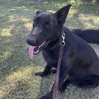 Freya Purple Girl, a female German Shepherd Dog for sale in Waco, TX – Photo 4 of 6