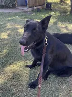 Freya Purple Girl, a female German Shepherd Dog for sale in Waco, TX – Photo 4 of 6