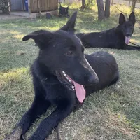 Freya Purple Girl, a female German Shepherd Dog for sale in Waco, TX – Photo 3 of 6