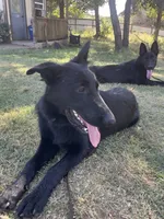 Freya Purple Girl, a female German Shepherd Dog for sale in Waco, TX – Photo 3 of 6