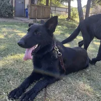 Freya Purple Girl, a female German Shepherd Dog for sale in Waco, TX – Photo 1 of 6