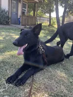 Freya Purple Girl, a female German Shepherd Dog for sale in Waco, TX – Photo 1 of 6