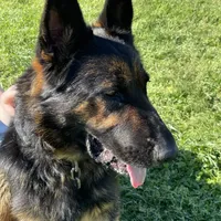 Freya Purple Girl, a female German Shepherd Dog for sale in Waco, TX – Photo 5 of 6