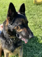 Freya Purple Girl, a female German Shepherd Dog for sale in Waco, TX – Photo 5 of 6