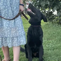 Freya Purple Girl, a female German Shepherd Dog for sale in Waco, TX – Photo 2 of 6