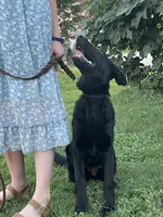 Freya Purple Girl, a female German Shepherd Dog for sale in Waco, TX – Photo 2 of 6