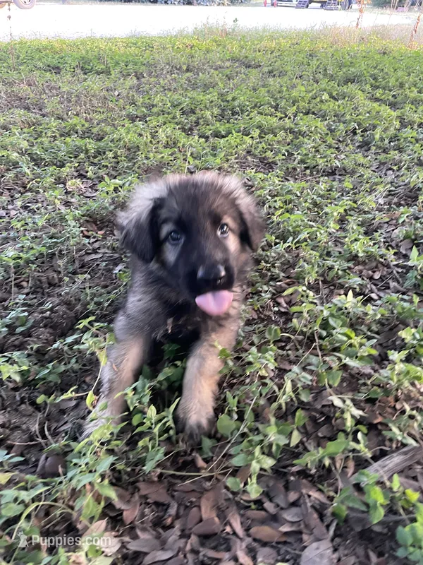 Green Collar Boy – German Shepherd Dog puppy for sale in Waco, TX