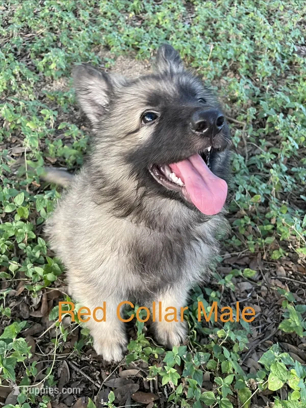 Red Collar Boy – German Shepherd Dog puppy for sale in Waco, TX