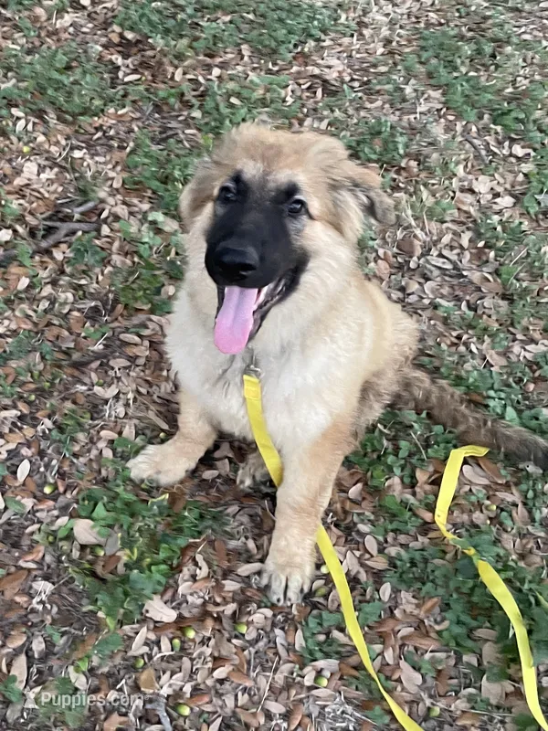 Cocoa- Sable Boy  – German Shepherd Dog puppy for sale in Waco, TX
