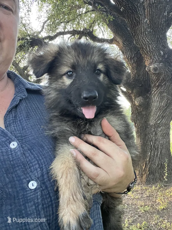Purple Collar Girl  – German Shepherd Dog puppy for sale in Waco, TX