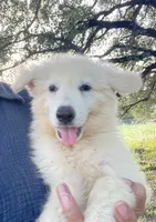 Cotton - White Boy, a male German Shepherd Dog for sale in Waco, TX – 2 of 6