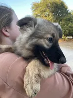 Twila, a female German Shepherd Dog for sale in Waco, TX – 4 of 6