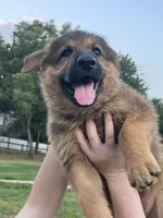 Cinnabear, a female German Shepherd Dog for sale in Waco, TX – 3 of 6