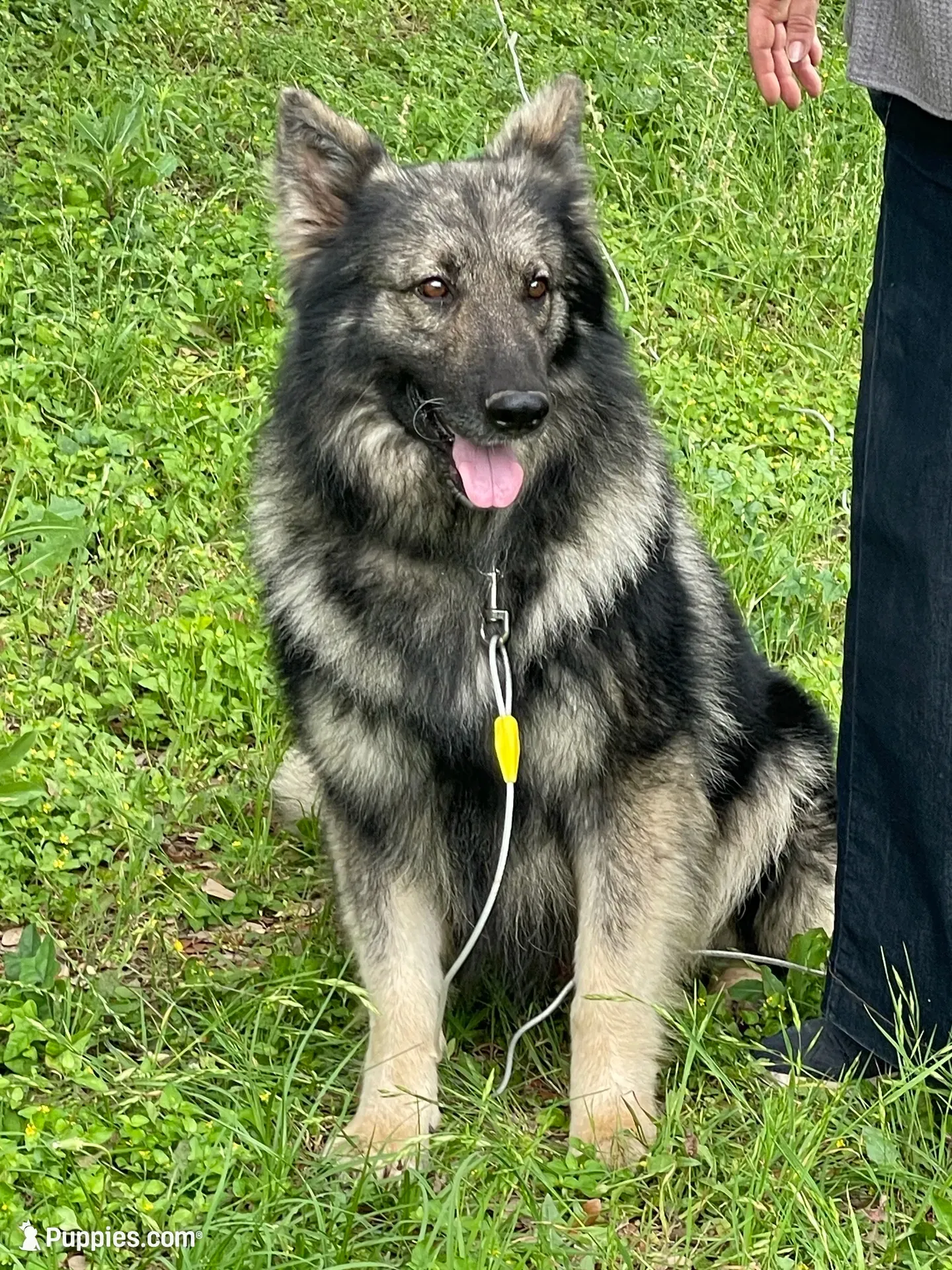Twila, a female German Shepherd Dog for sale in Waco, TX – 5 of 6