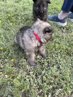 Red Collar Boy, a male German Shepherd Dog for sale in Waco, TX – 4 of 6