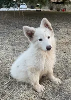 Cloud - White Girl , a female German Shepherd Dog for sale in Waco, TX – 4 of 7
