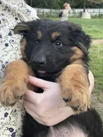Caleigh, a female German Shepherd Dog for sale in Waco, TX – 4 of 6