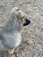 Twila- Silver Sable Girl , a female German Shepherd Dog for sale in Waco, TX – 3 of 7