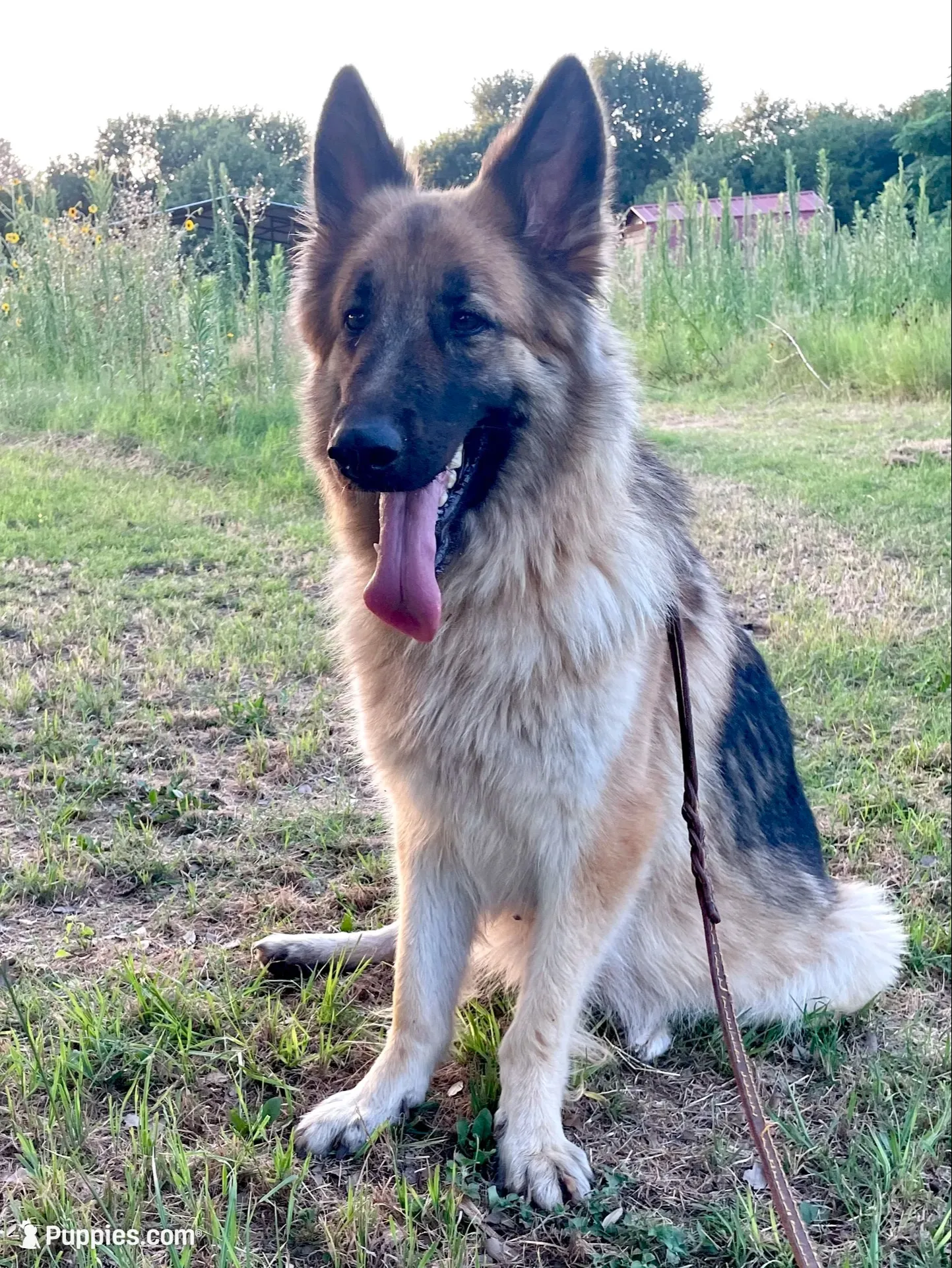 Cocoa- Sable Boy , a male German Shepherd Dog for sale in Waco, TX – 6 of 6