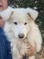 Cloud - White Girl , a female German Shepherd Dog for sale in Waco, TX – 3 of 6