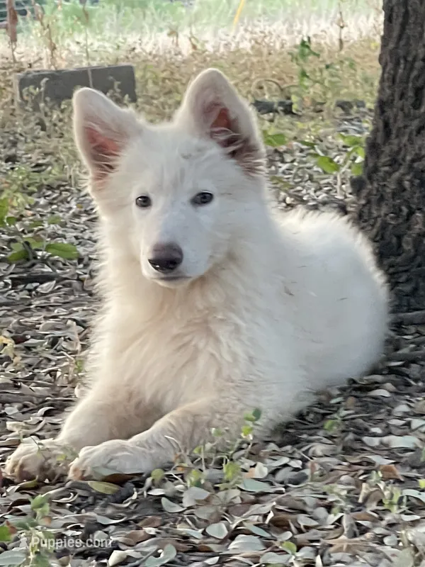 Cloud - White Girl  – German Shepherd Dog puppy for sale in Waco, TX