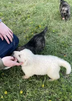 Black Collar Boy, a male German Shepherd Dog for sale in Waco, TX – 3 of 6