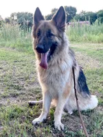 Light Blue Collar Boy, a male German Shepherd Dog for sale in Waco, TX – 7 of 7