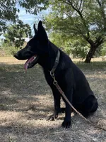Etta, a female German Shepherd Dog for sale in Waco, TX – 4 of 4