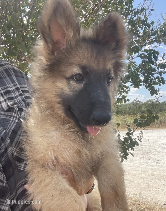 Fudgie  – German Shepherd Dog puppy for sale in Waco, TX