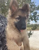 Fudgie , a female German Shepherd Dog for sale in Waco, TX – 1 of 3