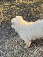 Cloud - White Girl , a female German Shepherd Dog for sale in Waco, TX – 4 of 6