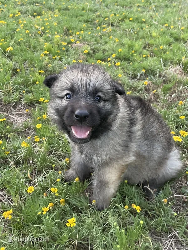 Light Blue Collar Boy – German Shepherd Dog puppy for sale in Waco, TX