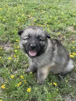 Light Blue Collar Boy, a male German Shepherd Dog for sale in Waco, TX – 1 of 7