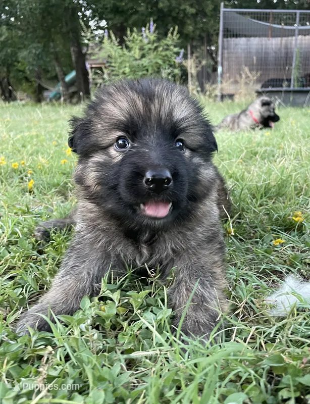 Brown Collar Boy  – German Shepherd Dog puppy for sale in Waco, TX