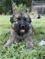 Brown Collar Boy , a male German Shepherd Dog for sale in Waco, TX – 1 of 6