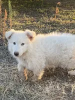 Cloud - White Girl , a female German Shepherd Dog for sale in Waco, TX – 2 of 6
