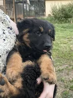 Caleigh, a female German Shepherd Dog for sale in Waco, TX – 2 of 6