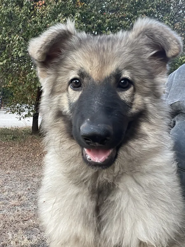Twila- Silver Sable Girl  – German Shepherd Dog puppy for sale in Waco, TX
