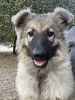 Twila- Silver Sable Girl , a female German Shepherd Dog for sale in Waco, TX – 1 of 7