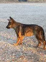 Cinnabear- Sable Girl , a female German Shepherd Dog for sale in Waco, TX – 2 of 7