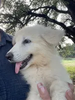 Cotton - White Boy, a male German Shepherd Dog for sale in Waco, TX – 4 of 6