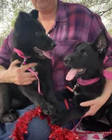 Vinni- Red Collar Girl, a female German Shepherd Dog for sale in Waco, TX – Photo 5 of 7