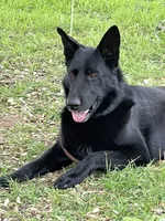 Vinni- Red Collar Girl, a female German Shepherd Dog for sale in Waco, TX – Photo 7 of 7