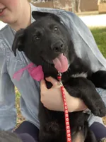 Vinni- Red Collar Girl, a female German Shepherd Dog for sale in Waco, TX – Photo 2 of 7